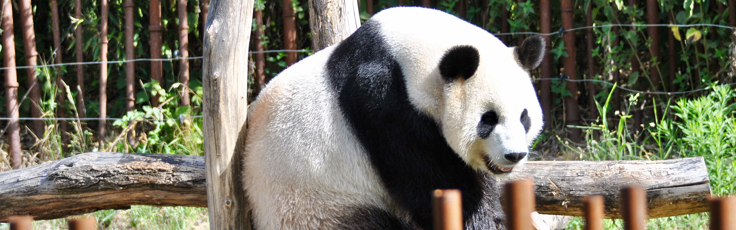 One Day Giant Panda and Giant Buddha Tour