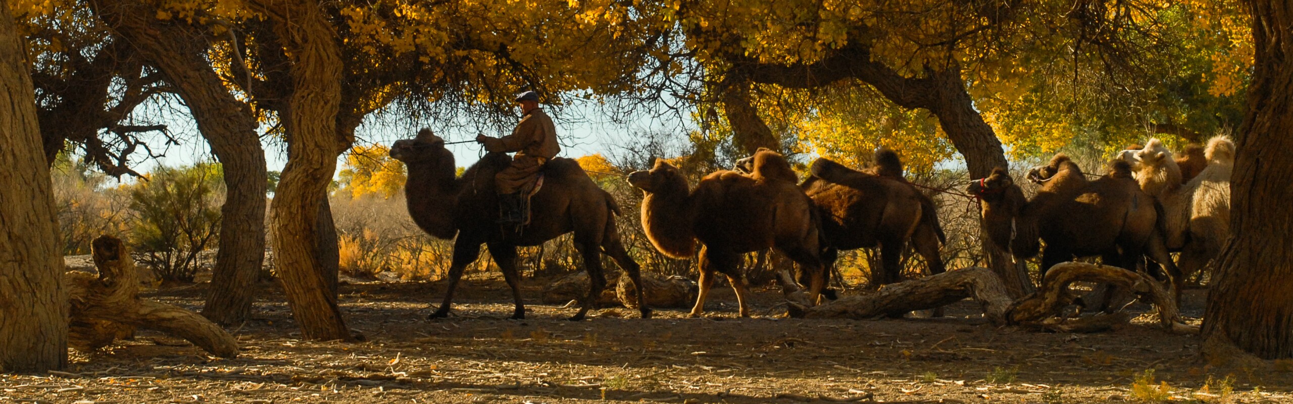 7-Day Dunhuang, Zhangye, and Ejina Qi Photography Tour